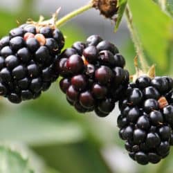 "Earth's crammed with heaven,  And every common bush afire with God,  But only he who sees takes off his shoes; The rest sit round and pluck blackberries."    -Elizabeth Barrett Browning